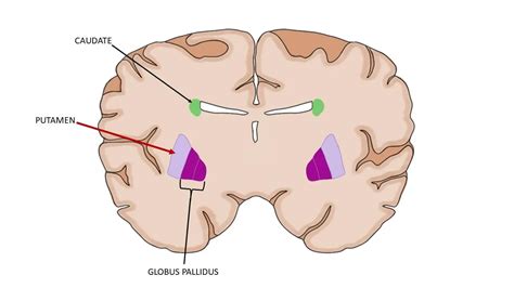 putaen|Neuroanatomy, Putamen .